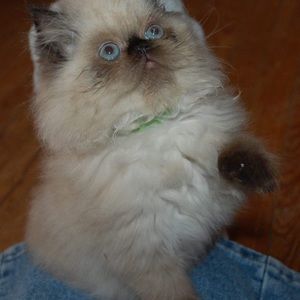 Meet your Posher, Cosette